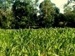 Kalah Dalam Pilkades, Lapangan Sepak Bola Beralih Pungsi Jadi Kebun Jagung