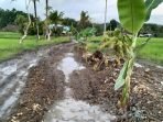 Jalan Rusak Ditanami Pohon Pisang, Warga Selli: Bentuk Kritik ke Pemerintah