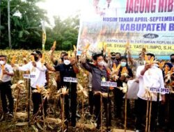 Panen Perdana Jagung Hibrida, Mentan : Prioritaskan Pertanian di Bone