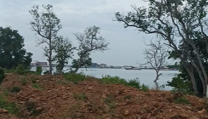 Hutan Lindung Mangrove Bajoe Dirusak Pengusaha, Pemerhati: Kita Akan Laporkan