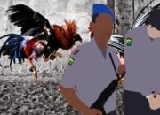 Dari Sabung Ayam hingga Dadu, Jejak Judi di Welado Memicu Resah