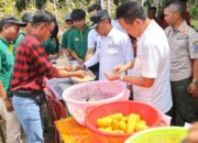 Petani Bone Dapat Amunisi Baru, Bupati Luncurkan Jagung Hibrida KUAT