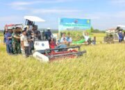 Bupati Bone Panen Raya: Produksi Padi Melonjak dari 3 ke 8 Ton per Hektar