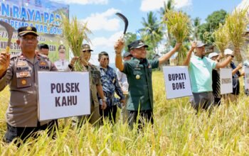 Bone Panen Raya! Bupati Andi Asman Janji Jalan Rusak Segera Mulus