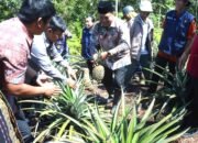 Bupati Mamasa Dukung Inovasi Desa, Panen Raya Digelar