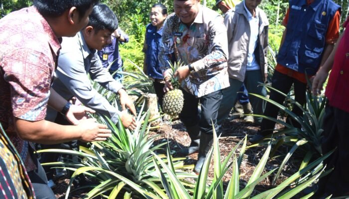 Bupati Mamasa Dukung Inovasi Desa, Panen Raya Digelar