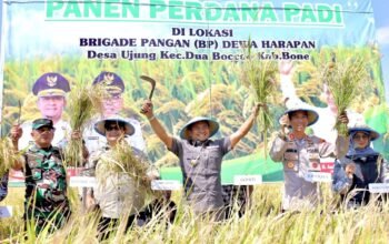 Bone Panen Prestasi, AAS Jadi Arsitek Kebangkitan Pertanian Daerah