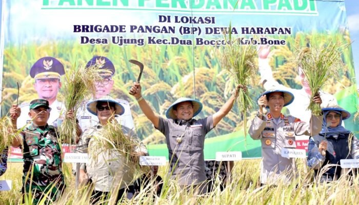 Bone Panen Prestasi, AAS Jadi Arsitek Kebangkitan Pertanian Daerah
