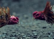 Arena Sabung Ayam Beroperasi di Lappariaja, Polisi Klaim Sudah Kosong