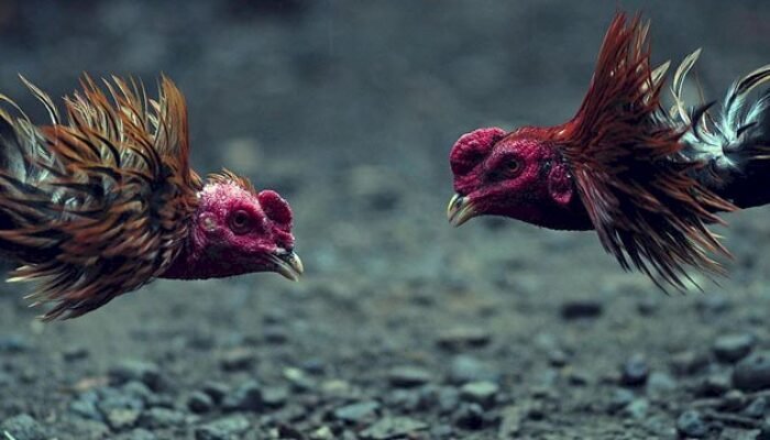 Arena Sabung Ayam Beroperasi di Lappariaja, Polisi Klaim Sudah Kosong