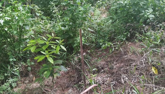 Reboisasi BPDAS Sulbar di Mamasa Diduga Bermasalah