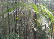 Program Agroforestri Tawalian Tuai Protes, Kades Tolak Serah Terima