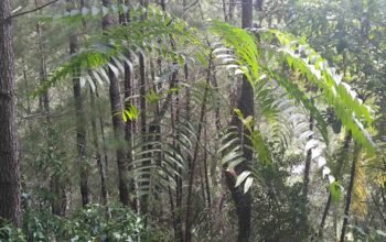 Program Agroforestri Tawalian Tuai Protes, Kades Tolak Serah Terima