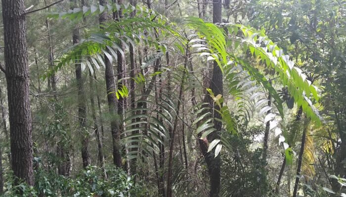 Program Agroforestri Tawalian Tuai Protes, Kades Tolak Serah Terima