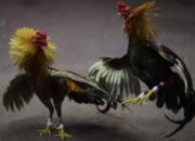 Bone Kembali Diusik Judi Taji, Pola Main Makin Canggih