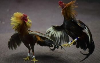 Bone Kembali Diusik Judi Taji, Pola Main Makin Canggih