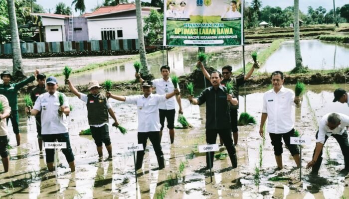 Turun Langsung ke Sawah, Bupati Bone Gaungkan Swasembada Beras