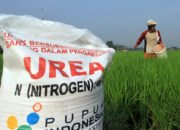 Pupuk Subsidi Sulit, Harga Mencekik