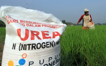 Pupuk Subsidi Sulit, Harga Mencekik