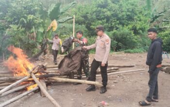 Diduga Jadi Titik Sabung Ayam, Lokasi di Gattungeng Disisir Aparat