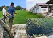 Limbah Dirz Residence Cemari Sawah Warga, Pemerintah Didesak Bertindak