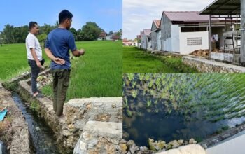 Limbah Dirz Residence Cemari Sawah Warga, Pemerintah Didesak Bertindak