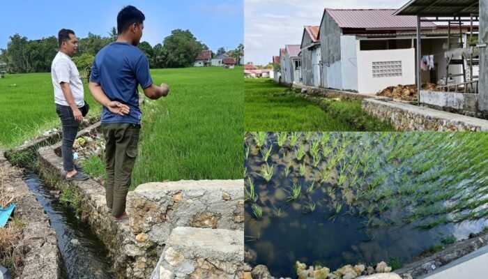 Limbah Dirz Residence Cemari Sawah Warga, Pemerintah Didesak Bertindak