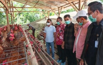 Bupati Bone Pelajari Hilirisasi Ayam Terintegrasi di Bangli