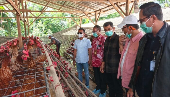 Bupati Bone Pelajari Hilirisasi Ayam Terintegrasi di Bangli
